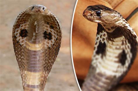 Brit fighting for life after snake bite from DEADLY COBRA in ENGLAND ...