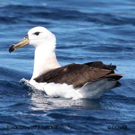 Black-browed Albatross (Thalassarche melanophris) - BBAL