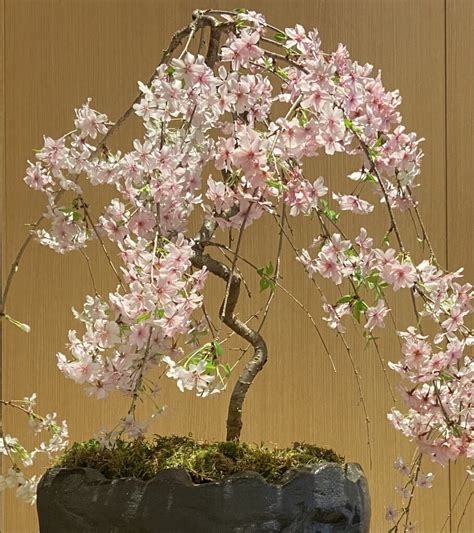 Bonsai Weeping Cherry Tree of the decade The ultimate guide | bonsaiify