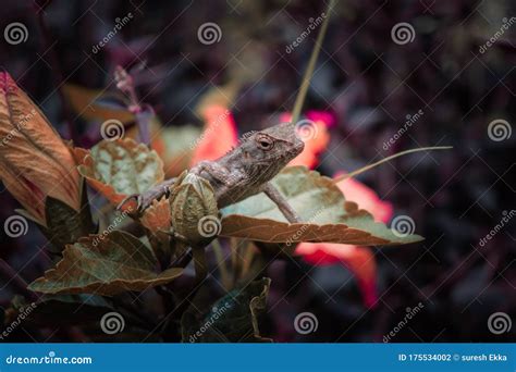 The Oriental Garden Lizard, Eastern Garden Lizard. Stock Photo - Image of anannual, flower ...