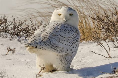 Walking in a winter wonderland - The Martha's Vineyard Times