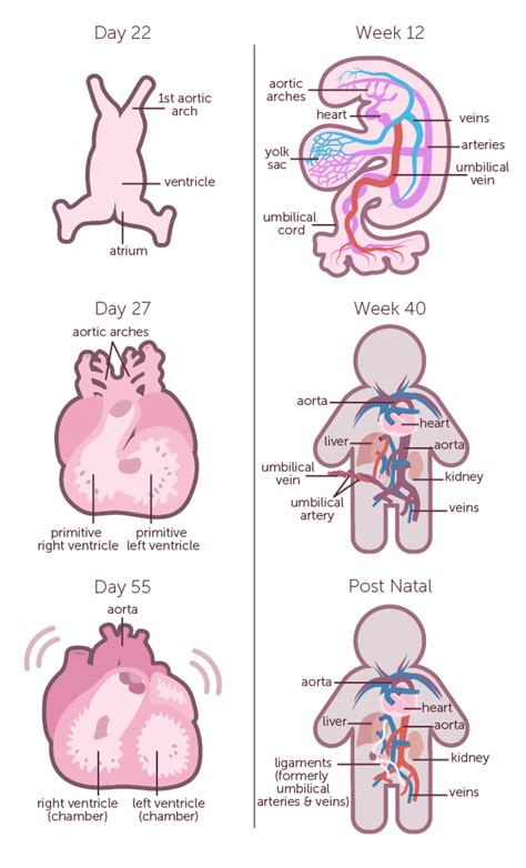 Fetal Heartbeat | What to Expect