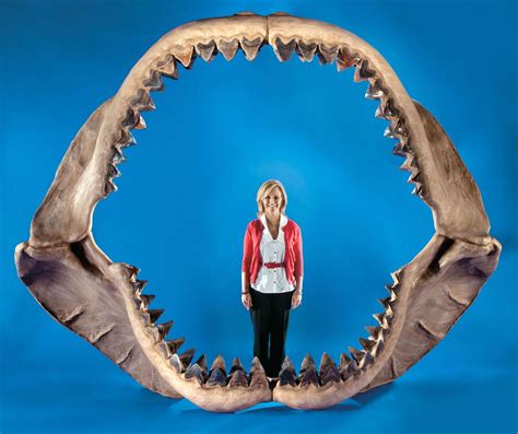 Megalodon - Extinction, Fossils, Sharks | Britannica