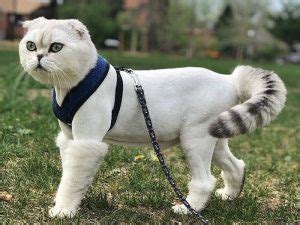 41 Wonderful Cats with Cute Haircuts (2021) – Hairstyle Camp