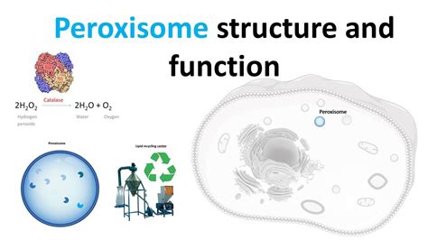 What Is The Function Of A Peroxisome - slideshare