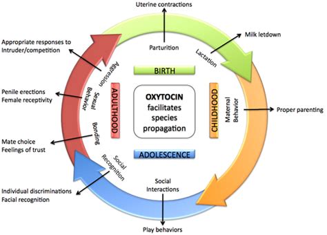 amudu: Oxytocin “love hormone" (The connection between love and oxytocin)