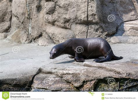 California Sea Lion Habitat