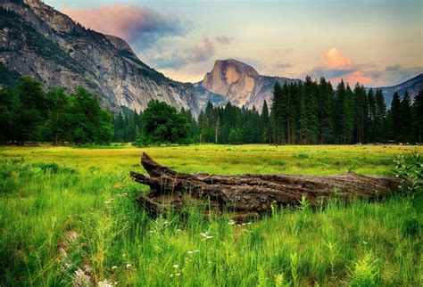 Scenery Photography Backdrops Pine Forest Under The Mountains Landscape ...