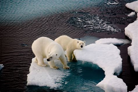 Polar bears numbers will decline dramatically by 2050 because of climate change | WIRED UK