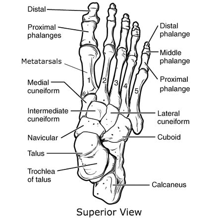 Tarsal Bone