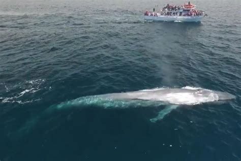 Watch: Blue whale shows off for tourist boat passengers - UPI.com