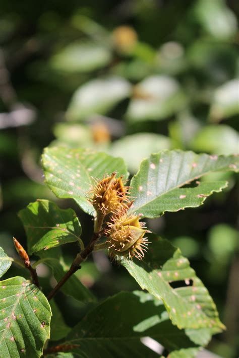 Foraging Beech Nuts