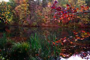 File:Fall-color-reeds-trees-lake - West Virginia - ForestWander.png