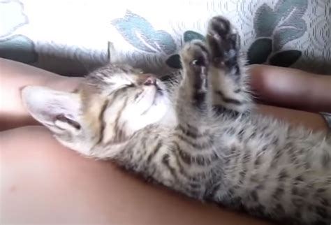 Funny sleeping cats - Modern Cat