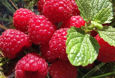 Raspberry Bush | Portland Nursery