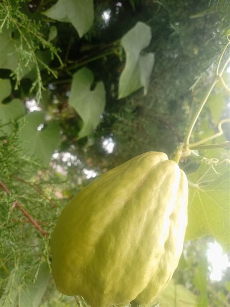 Chayote squash - Farmers Market Kenya