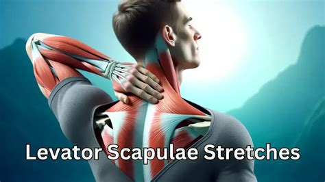 4 Best Levator Scapulae Stretches For Neck Pain 2024