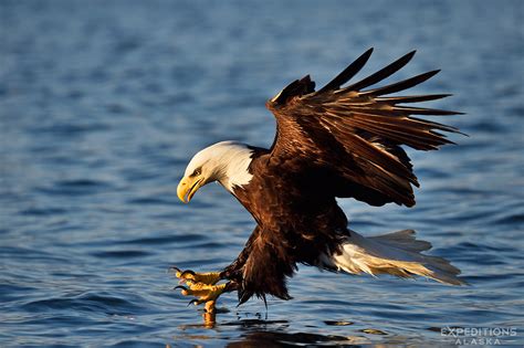 Bald eagles photos | eagle images | Photos bald eagles fighting in Alaska