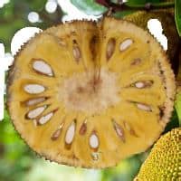 Best Jackfruit Varieties: Taste, Texture & Production – Fruitinformation.com