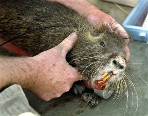 Bounty Hunting Nutria In Lousianna | hubpages