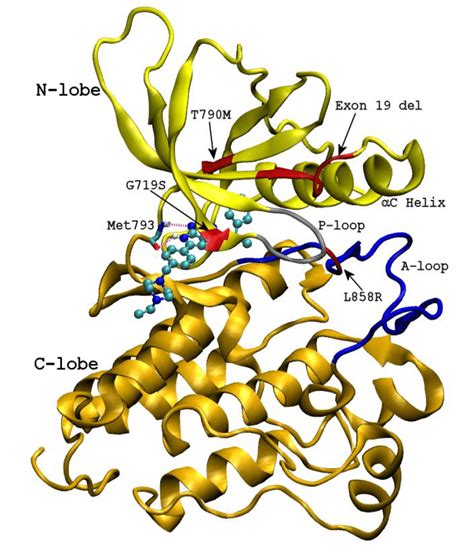 a) The intracellular tyrosine kinase domain of the epidermal growth... | Download Scientific Diagram