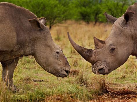 Rhino Horn Poaching