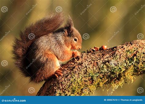 Red Squirrel stock photo. Image of zoology, woodland - 30067610