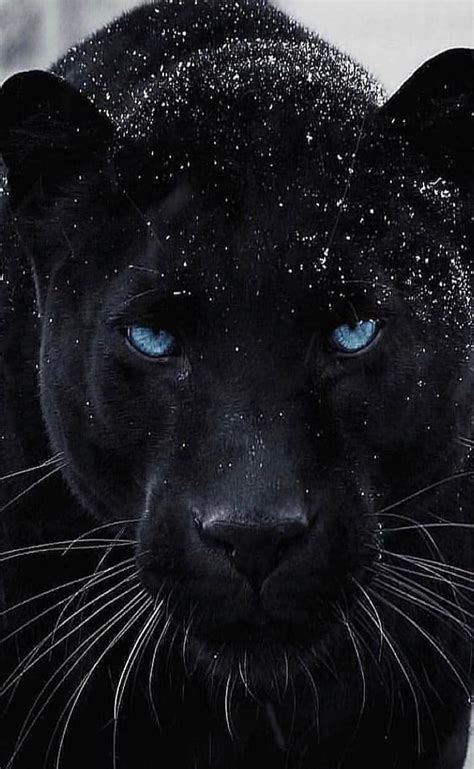 Black Panther Wallpaper With Blue Eyes - Infoupdate.org