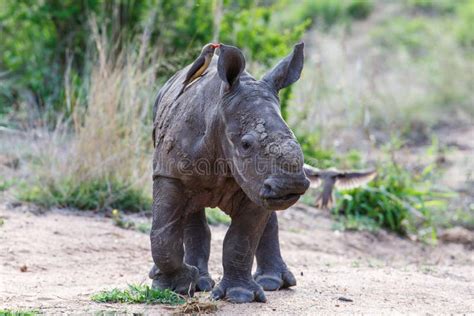 Baby Rhinoceros with Oxpecker Stock Photo - Image of reserve, young: 147039116