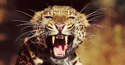 Animal Photography: Leopard roaring