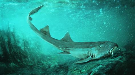 Ancient carpet shark discovered with 'spaceship-shaped' teeth