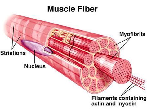 Dr. HIT's High Intensity Bodybuilding: Muscle Fiber Types Continued...