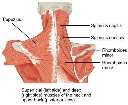 Axial Muscles of the Head, Neck & Back: Structure, Movement & Function | Study.com