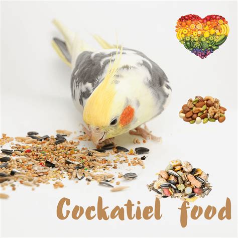 Cockatiel - Adoption Description Lifespan Food and cage