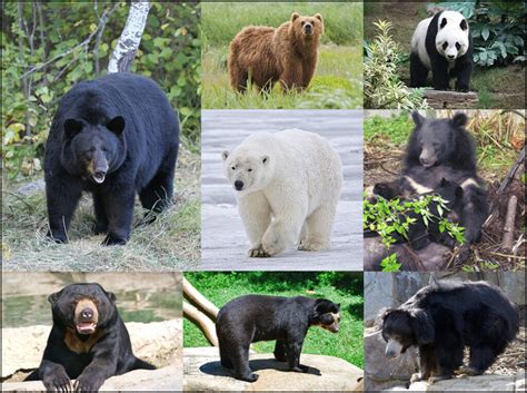 Bear distribution – Bear Conservation