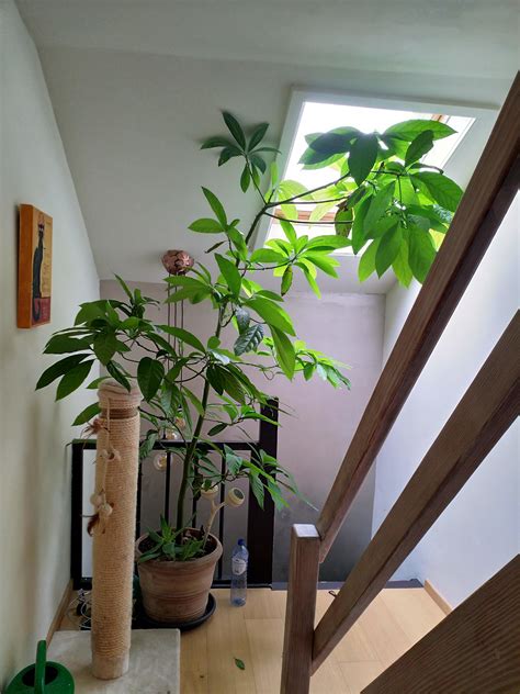 Avocado tree : indoorgardening