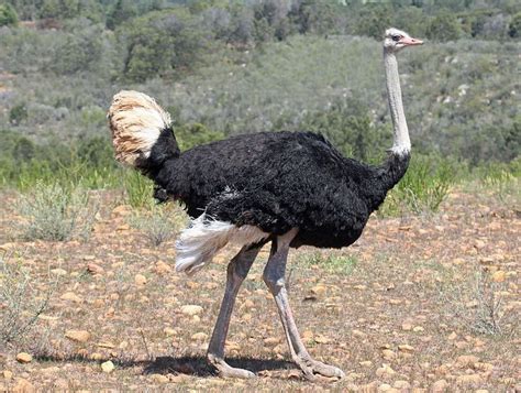 An ostrich's kick is strong enough to kill lions and occasionally humans! | Large animals, Wild ...