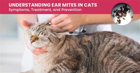 Cat Ear Mites: Symptoms, Treatment, and Prevention