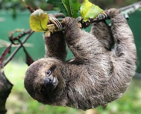 The Complete Guide to Sloths in Costa Rica