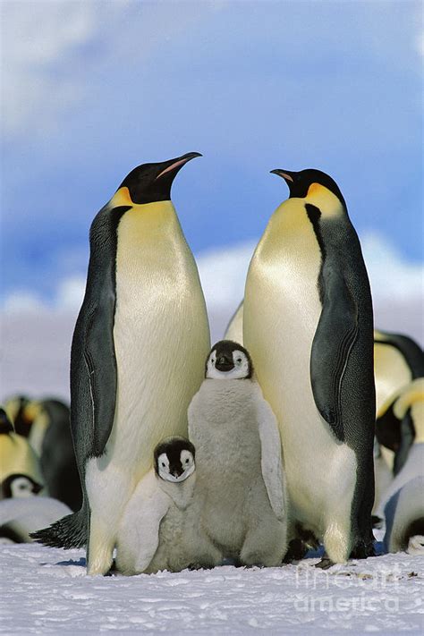 Emperor Penguin Family #2 by Konrad Wothe