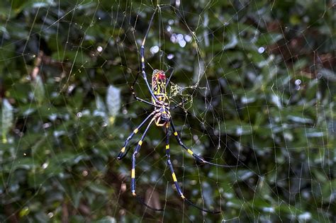 Large, colorful Joro spider takes hold in Georgia, sends humans ...