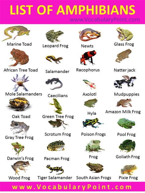 amphibians images with names Teach kids about amphibians