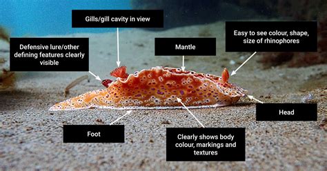 Sea Slug Census - Victorian National Parks AssociationVictorian National Parks Association