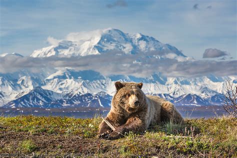 Alaska wildlife photos by Patrick Endres