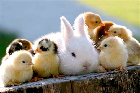 Really Cute Baby Animals