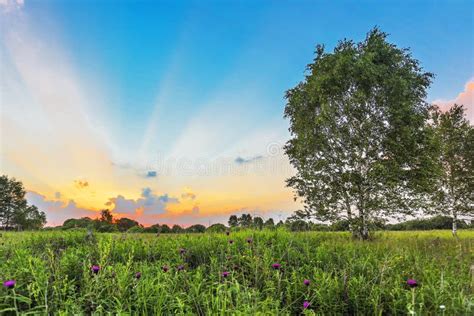 Sunset in summer field stock image. Image of flower, blue - 57152287