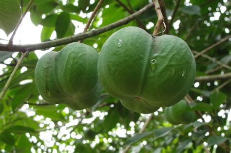 Tropical Biodiversity - Santarém - Pará - Brasil: Rubber trees