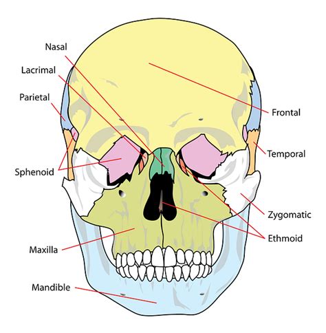 Skull Diagram Labelled · Free vector graphic on Pixabay