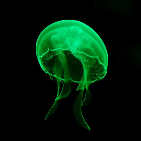 How the jellyfish revolutionised brain science - Queensland Brain Institute - University of ...