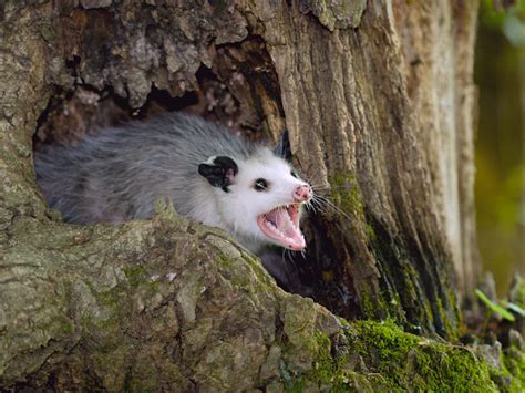 Opossums | Groen Wildlife